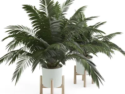 Palms In Pot 3D model