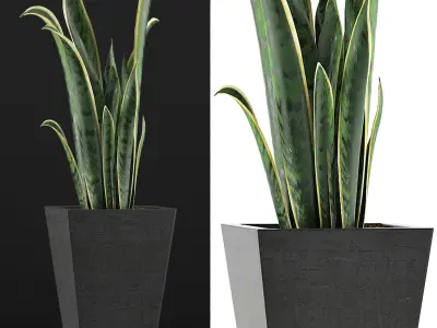 Plants Collection 95 3D model