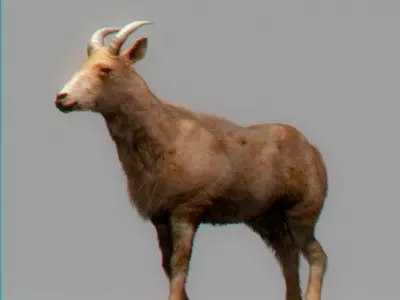 Rigged Mountain Goat 3D model