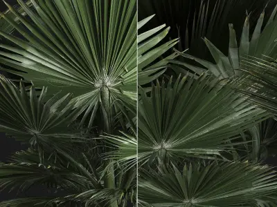 fan palm in the basket 3D model