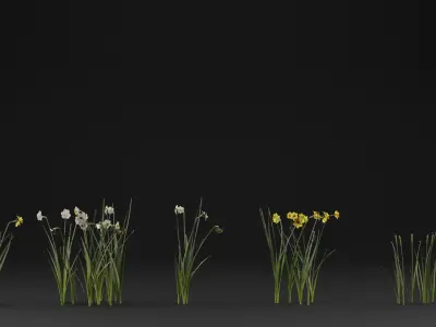 Jonquil Plant 3D model