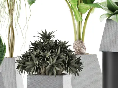 Plants Collection 42 3D model