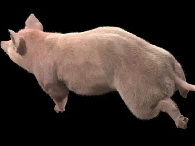 Pig rigging For 3Dmax 3D model Low-poly 3D model