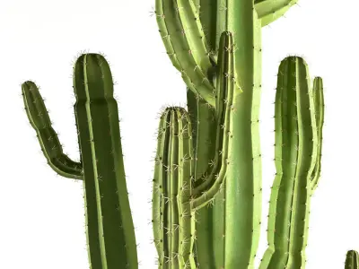 Set plants cactus plant in pot 3D model