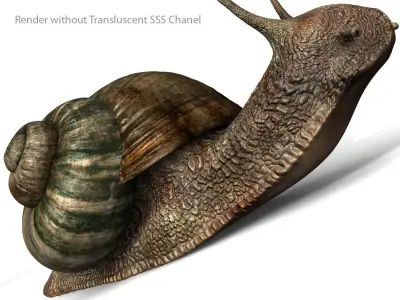 Realistic Snail 3D model