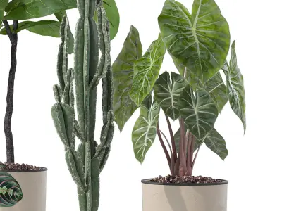 Plants collection 125 3D model