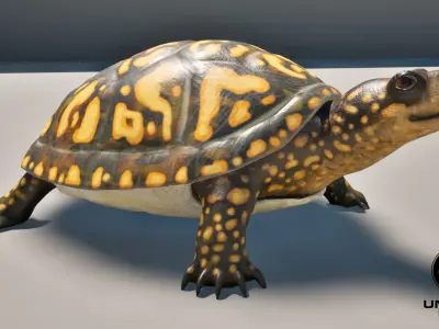 Box Turtle Animated Low-poly 3D model
