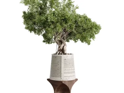 Bonsai Tree plants in a stand pot - Indoor Plant 697 3D model