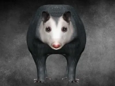 Possum opposum Low-poly 3D model