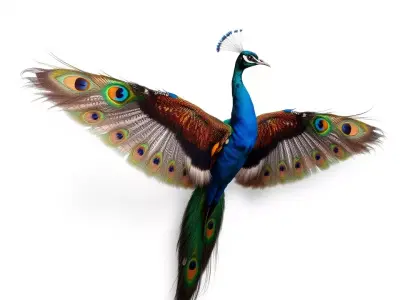 Vibrant Peacock model pack Low-poly 3D model