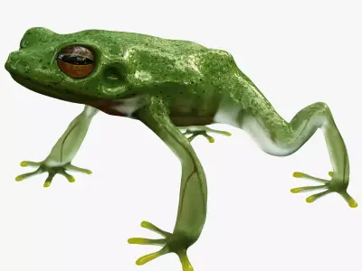 Tree Frog  3D model