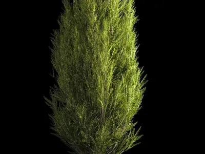 Juniper and thuja bushes for landscape design 1165 3D model
