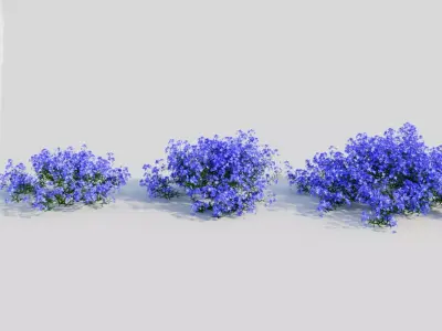 Lobelia erinus a 3D model