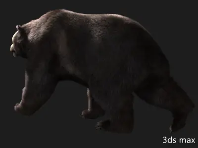 bear grizzly brown bear black bear Low-poly 3D model