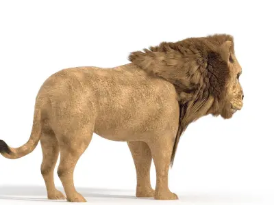 lion lowpoly Low-poly 3D model