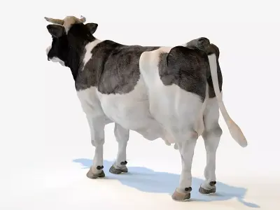 Dairy cow Low-poly 3D model buy