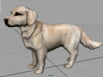 Labrador Retriever Low-poly 3D model