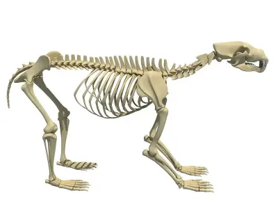 Anatomical Bear Skeleton 3D model