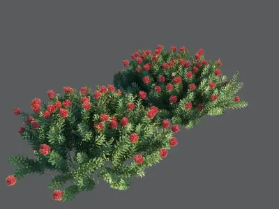 Callistemon Citrinus Little John 3D model