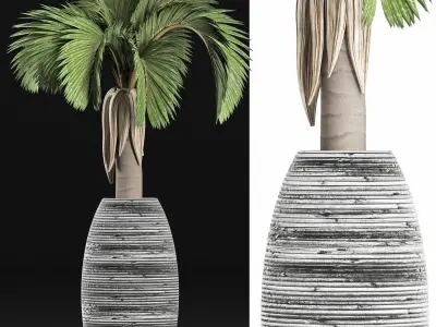 Plants Collection 183 Palm 3D model