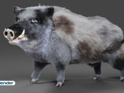 Fur Black Wild Boar Rigged V04 in Blender Low-poly 3D model
