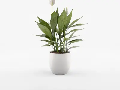 Collection-5 of House Plant 3D Models - 5 Models