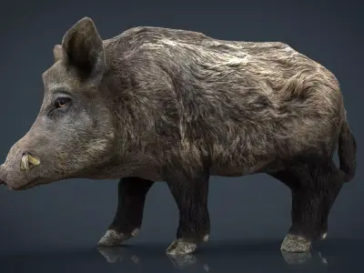 Wild Boar Low-poly 3D model buy
