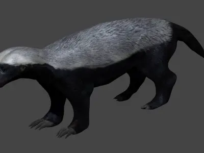 Honey Badger Low-poly 3D model