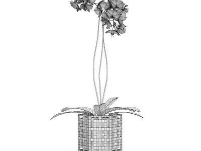 Orchid Flower in Hexagonal Pot 3D model
