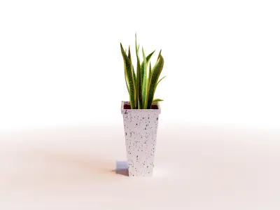 Snake Plant 3D model