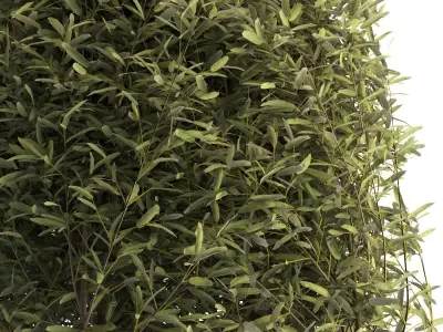 Outdoor Plant 01 3D model