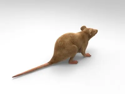 Mouse rat 3D model