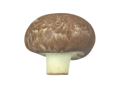 Photorealistic Mushroom 3D Scan 3D model