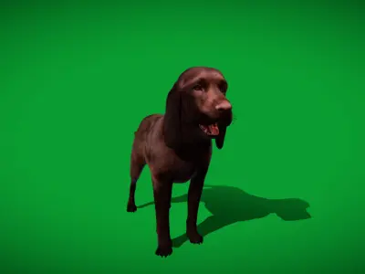Field Spaniel Dog Low-poly 3D model