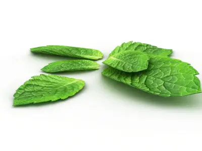 Mint leaf 3D model