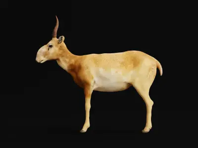 Saiga Antelope Mammal 3D model