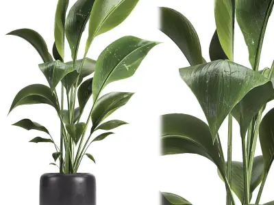 indoor plant 051 3D model