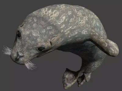 Earless seal 3D model