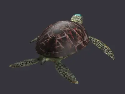 Green Sea turtle sea green pacific asian tropical atlantic 3D model