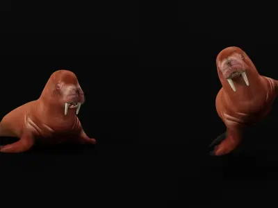 Walrus Low-poly 3D model