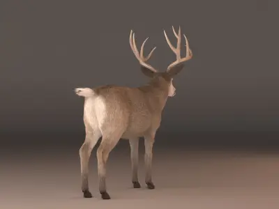 mule Deer 3D model