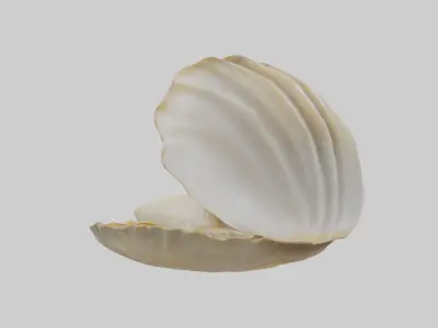 Clam opening shell model 3D model