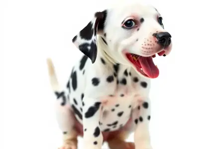 Playful Dalmatian Puppy model pack Low-poly 3D model