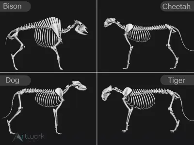 animal skeleton collection 3D model