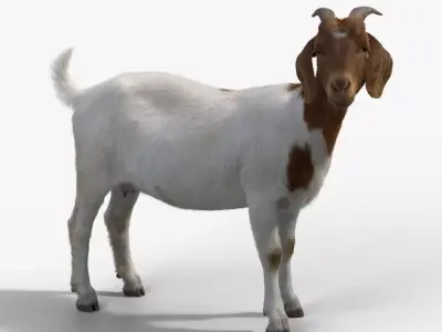 Boer Goat  with 6 Animations VFX Grace 3D model