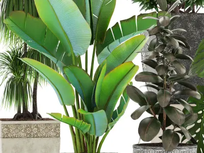 Collection plants different in pots 3D model