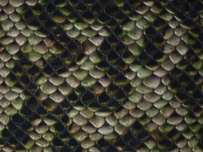 Reptile snake skin Texture