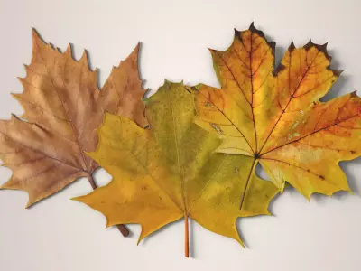 Autumn Maple Leaves Low-poly 3D model