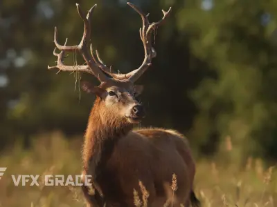 Male Deer with 5 Animations  VFX Grace 3D model