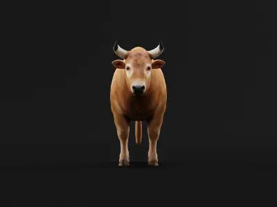 Oxen Bullock Mammal Animal Low-poly 3D model
